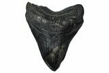 Fossil Megalodon Tooth - South Carolina #360765-1